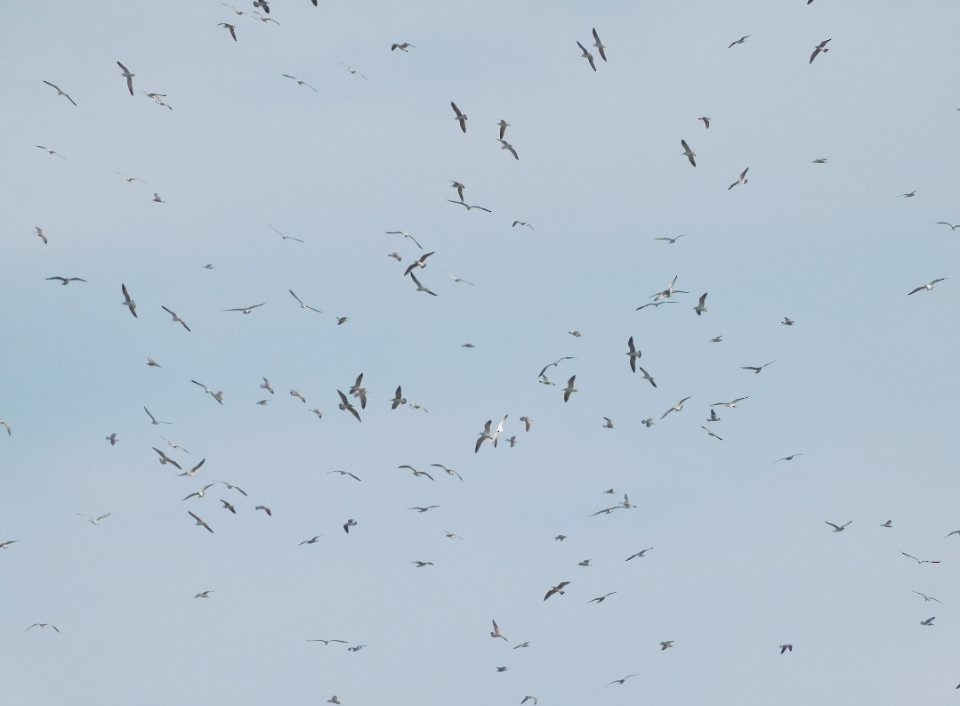 שחף בלתי-מזוהה - ML647157483