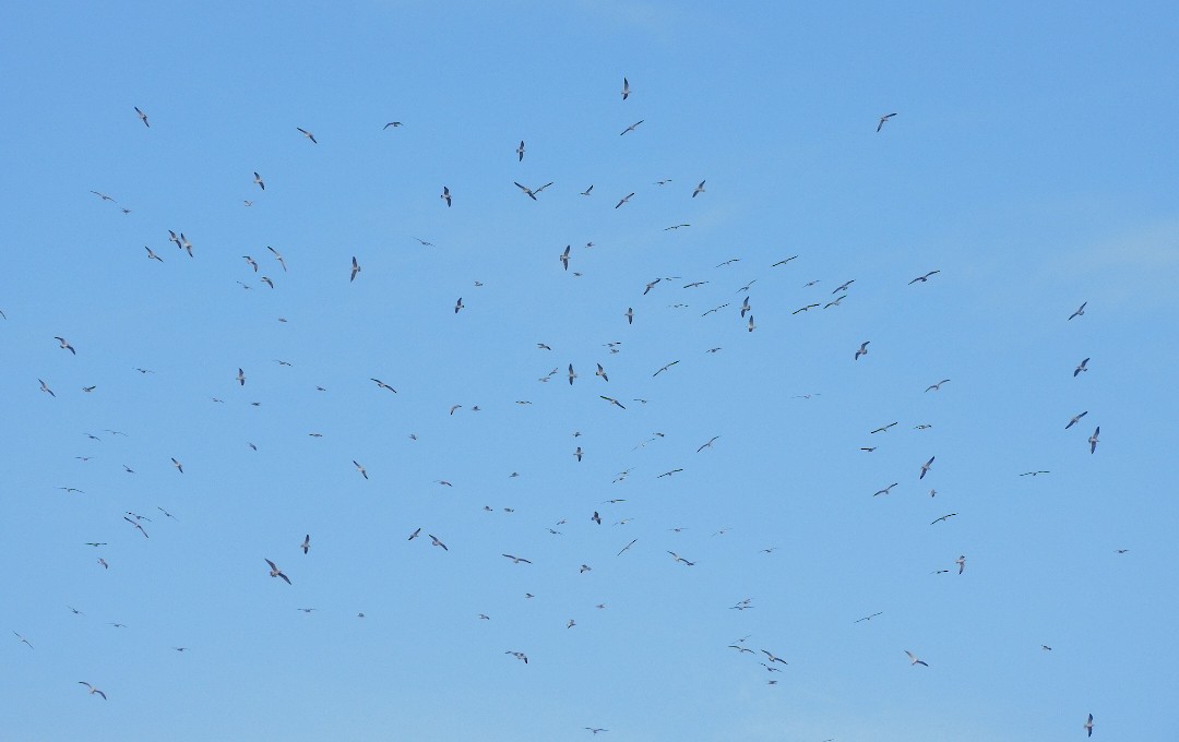 שחף בלתי-מזוהה - ML647157484
