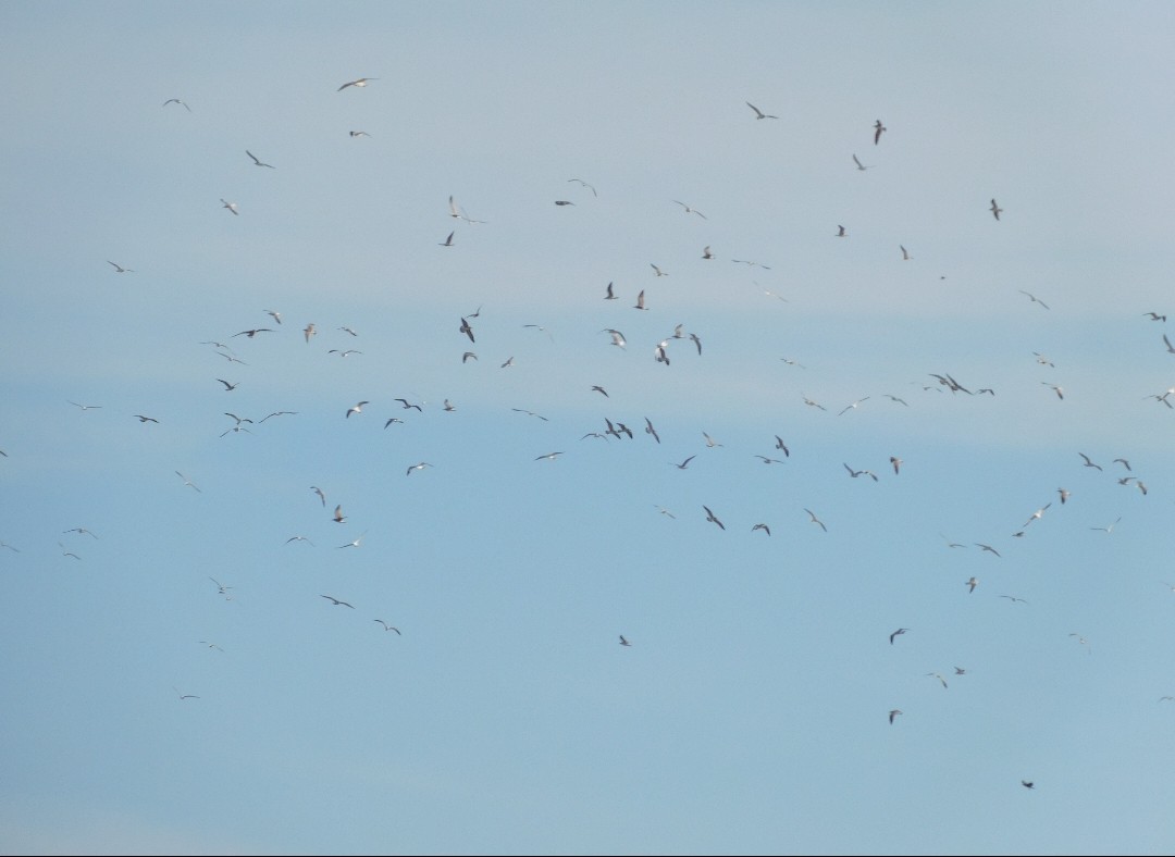 שחף בלתי-מזוהה - ML647157485