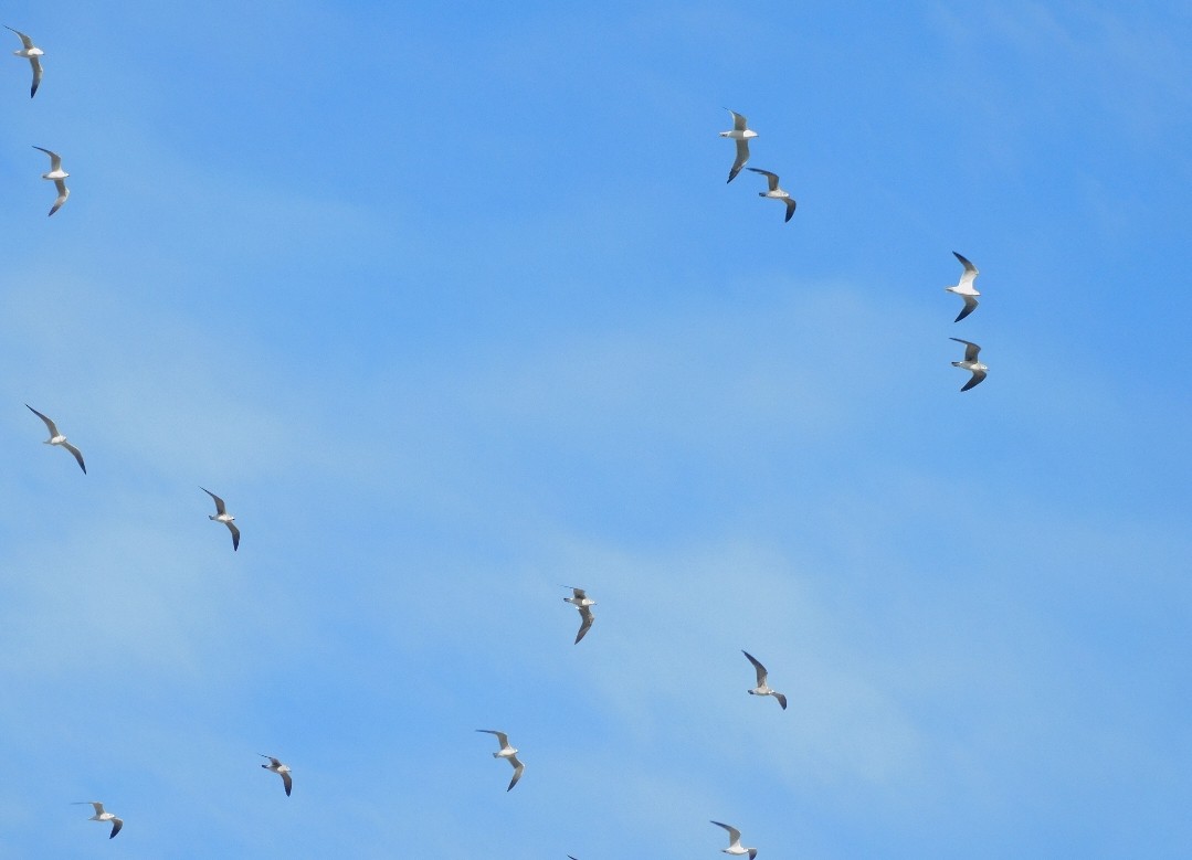 שחף בלתי-מזוהה - ML647157486