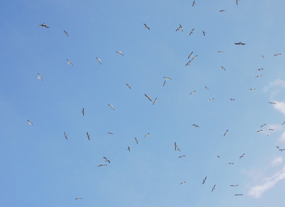 שחף בלתי-מזוהה - ML647157487