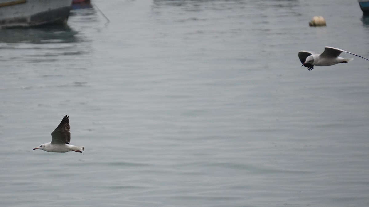 Gray-hooded Gull - ML647157492