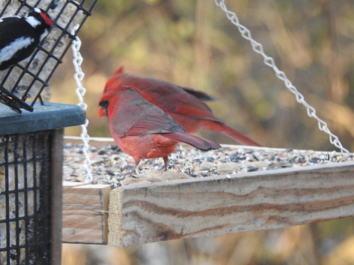 Cardinal rouge - ML647157496