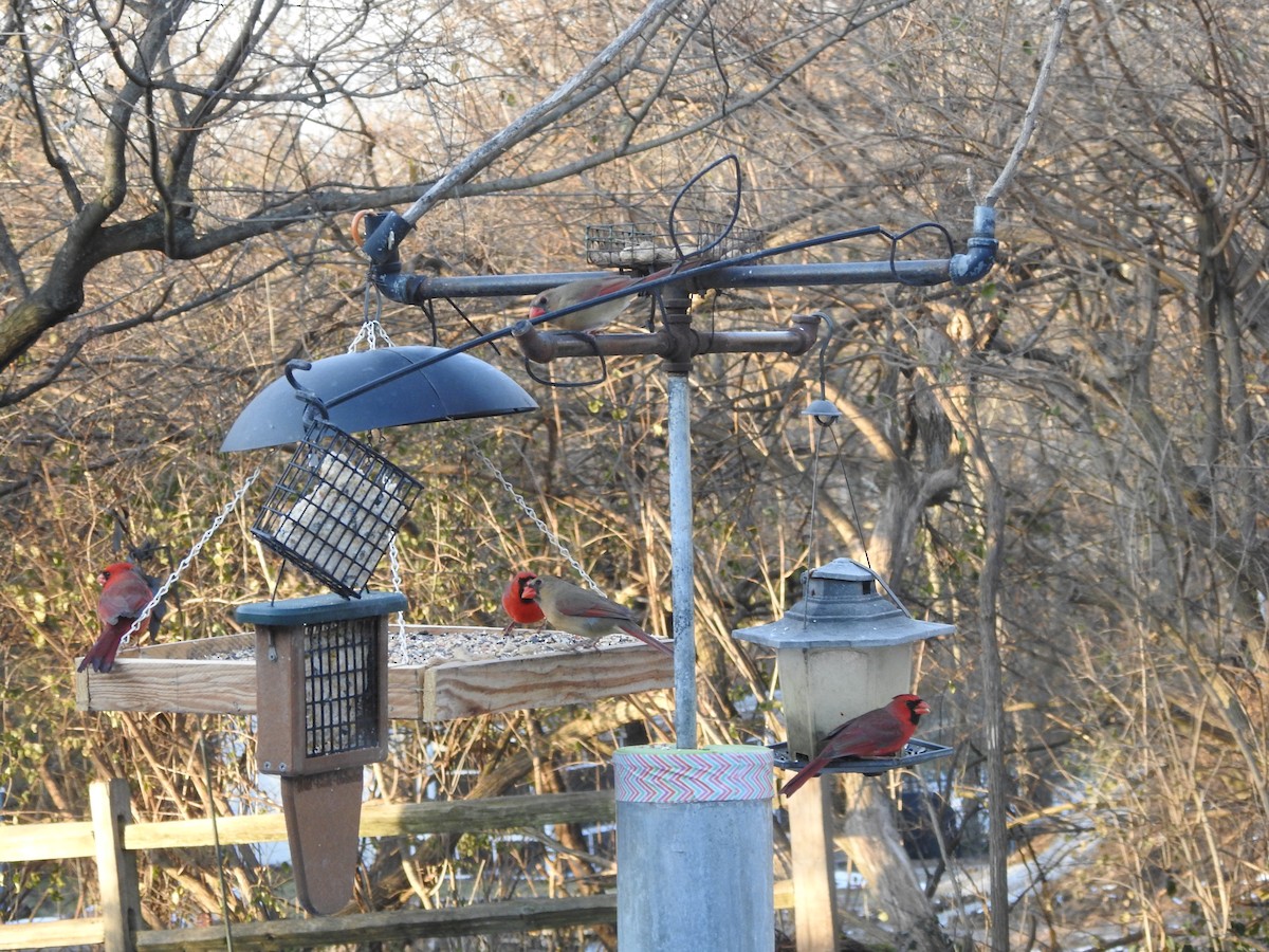 Cardinal rouge - ML647157497