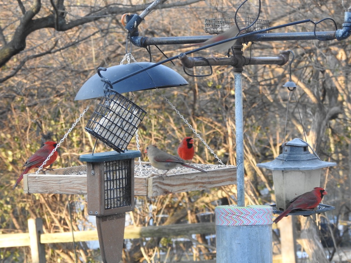 Cardinal rouge - ML647157498