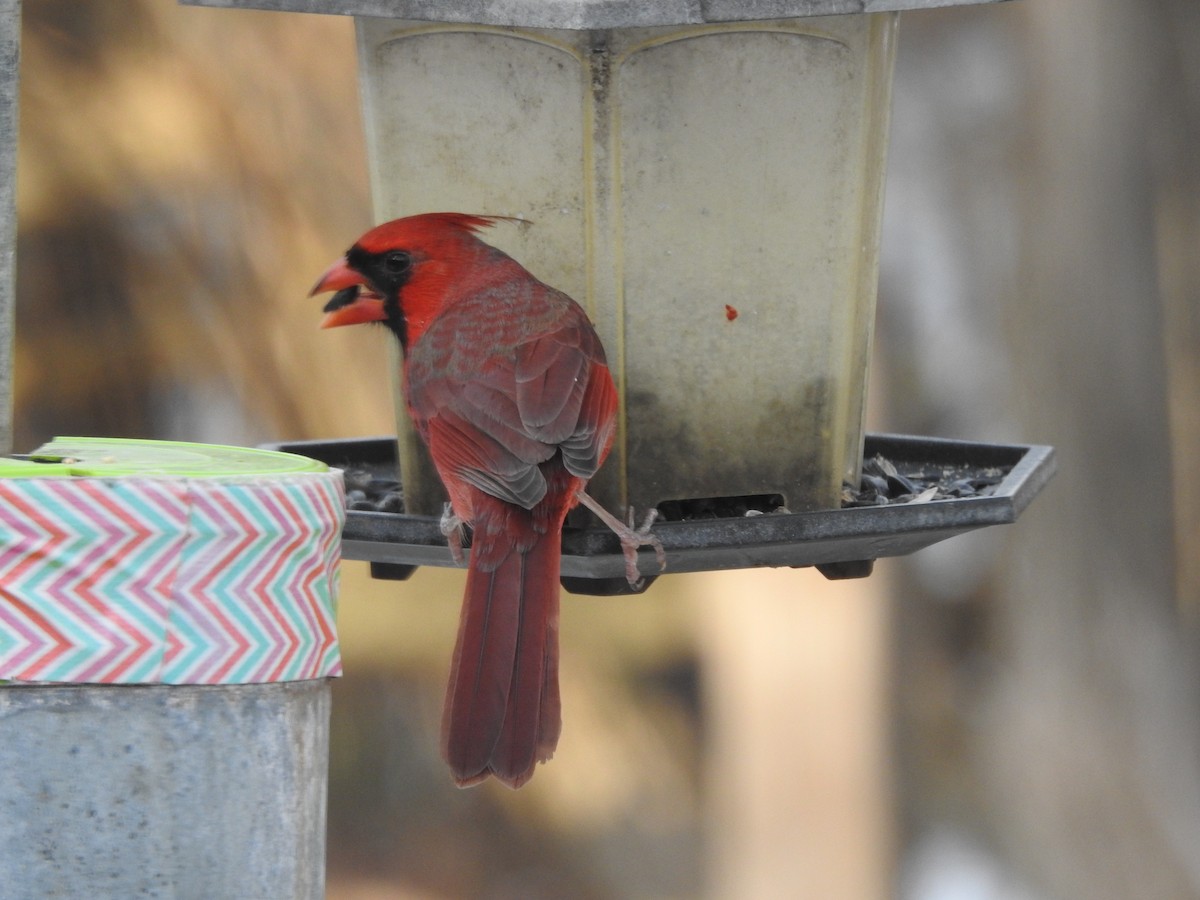 Cardinal rouge - ML647157499