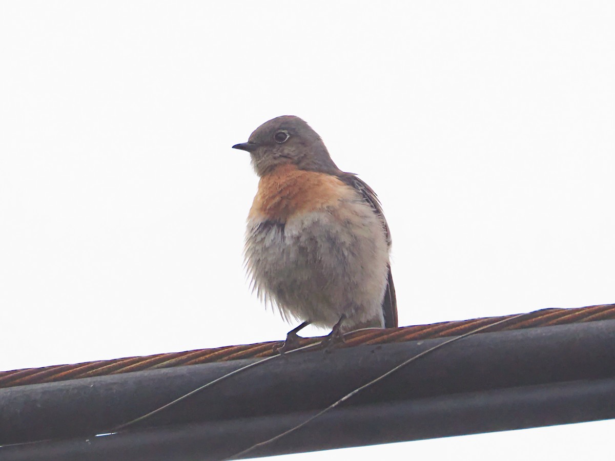 Western Bluebird - ML647157503