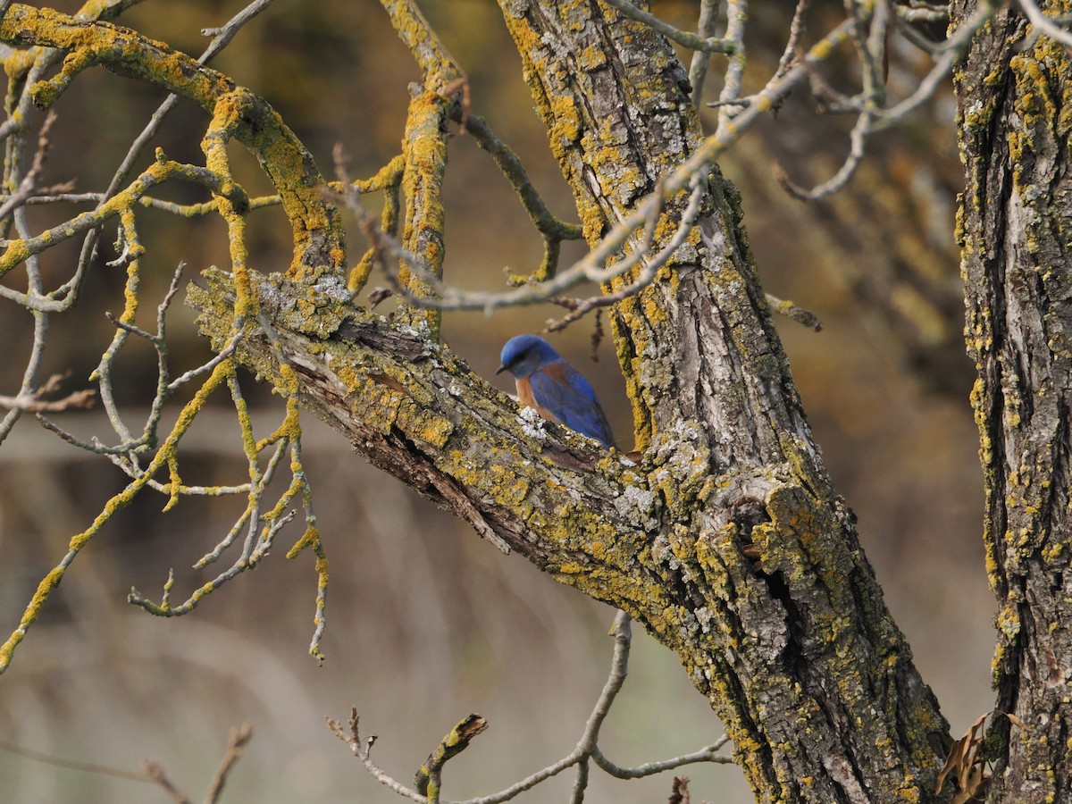 Western Bluebird - ML647157505