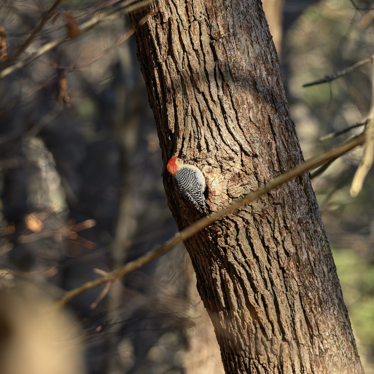 シマセゲラ - ML647157507