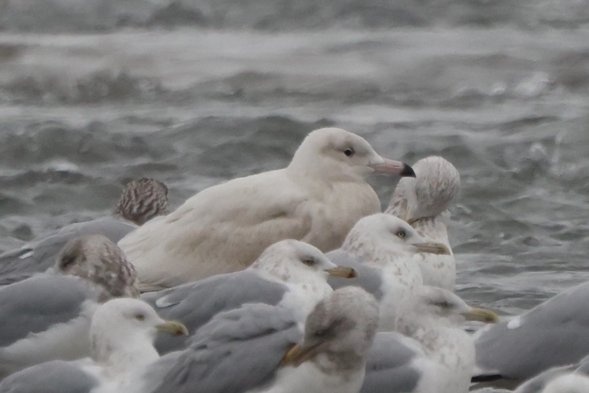 Gavión Hiperbóreo - ML647157525