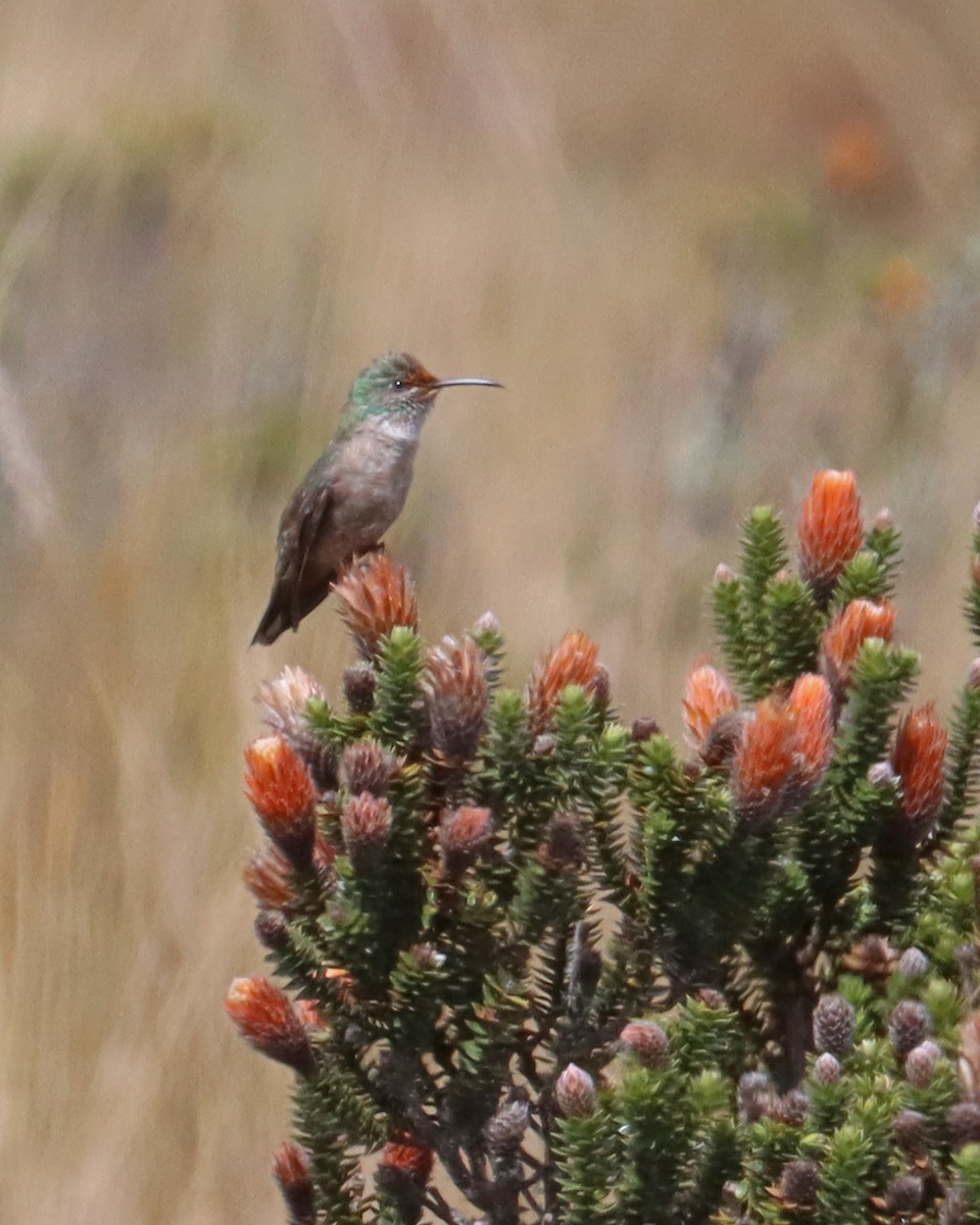 エクアドルヤマハチドリ - ML647157527