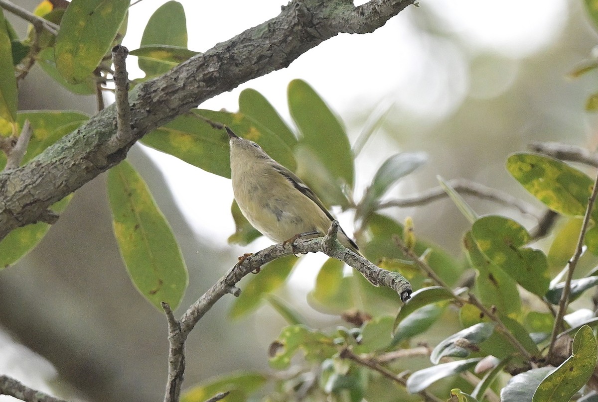 rubinfuglekonge - ML647157532