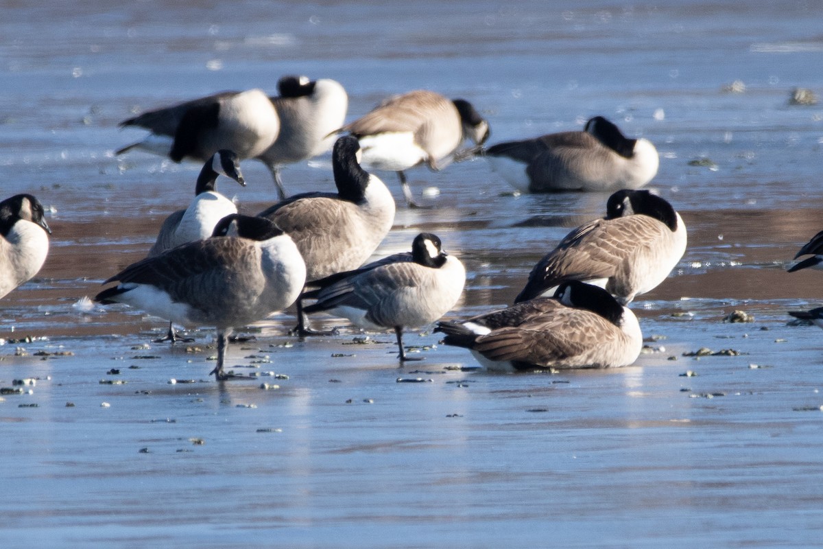 Cackling Goose - ML647157535