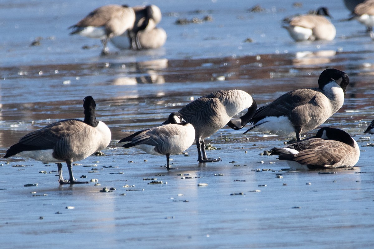 Cackling Goose - ML647157536