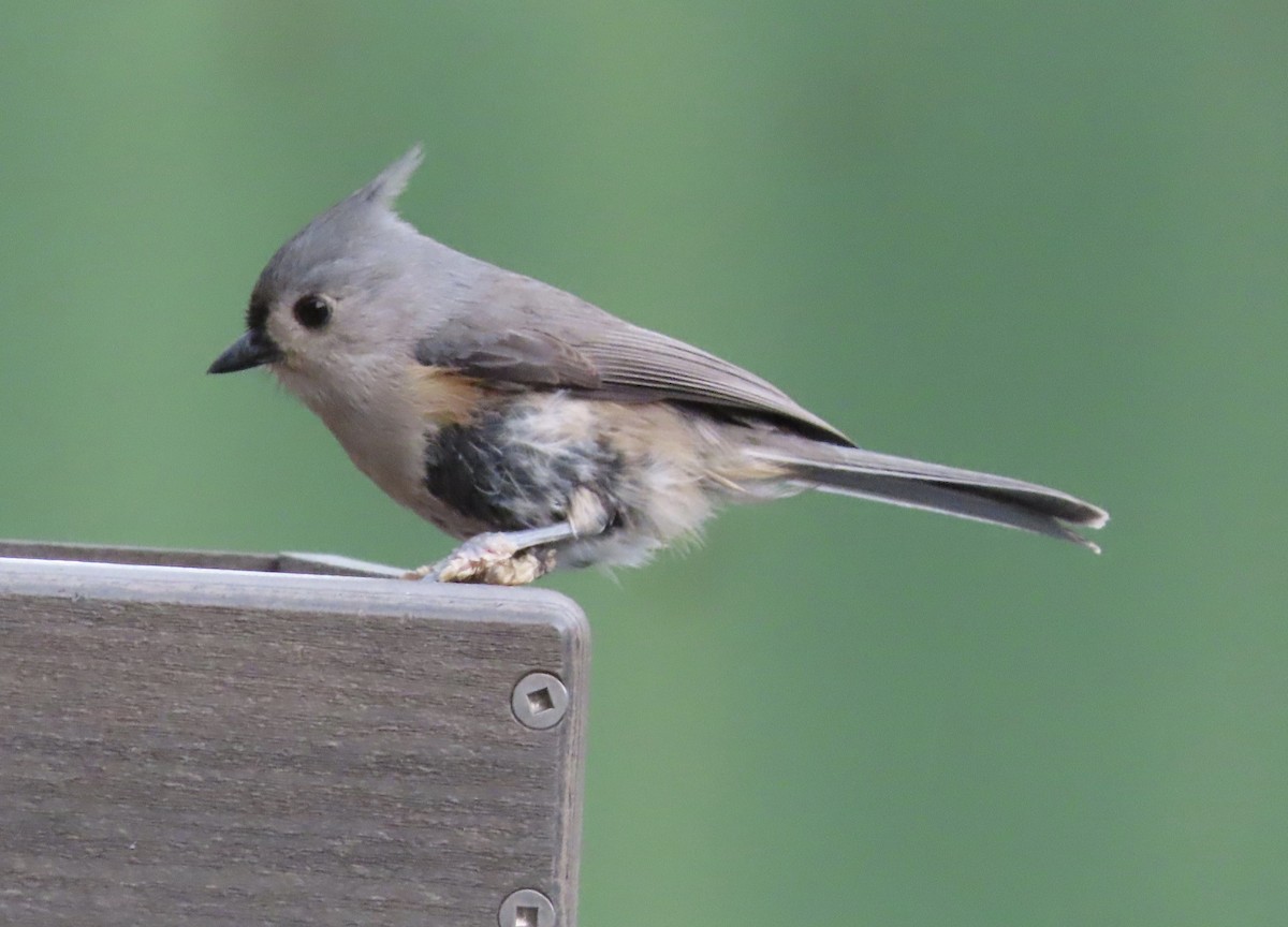 Tufted Titmouse - ML647157541