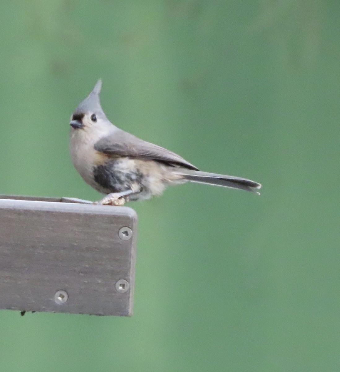 Tufted Titmouse - ML647157542