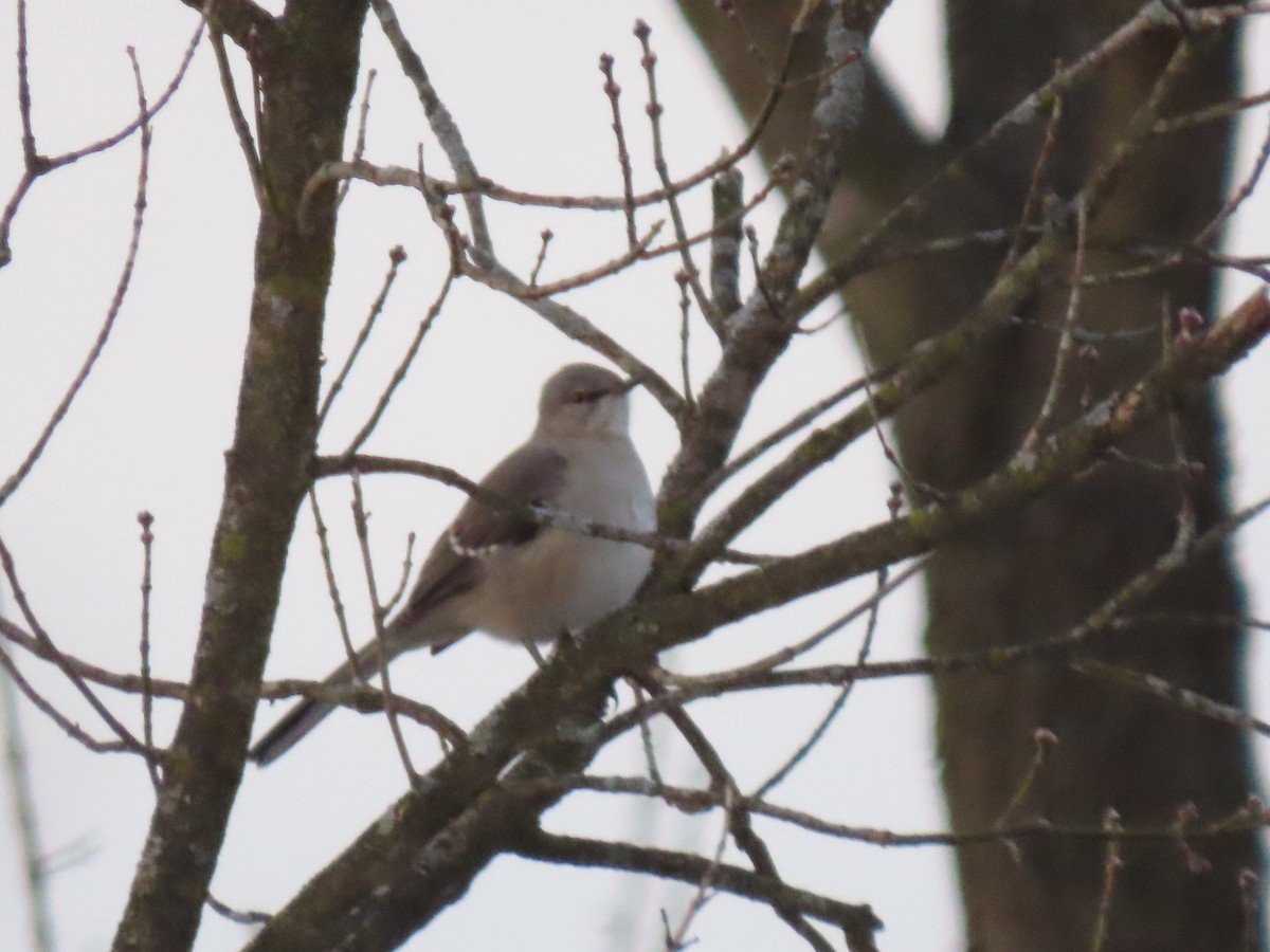 drozdec mnohohlasý - ML647157543