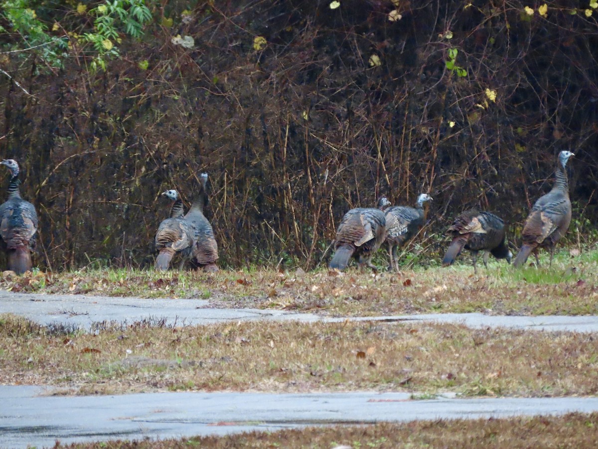Wild Turkey - ML647157546