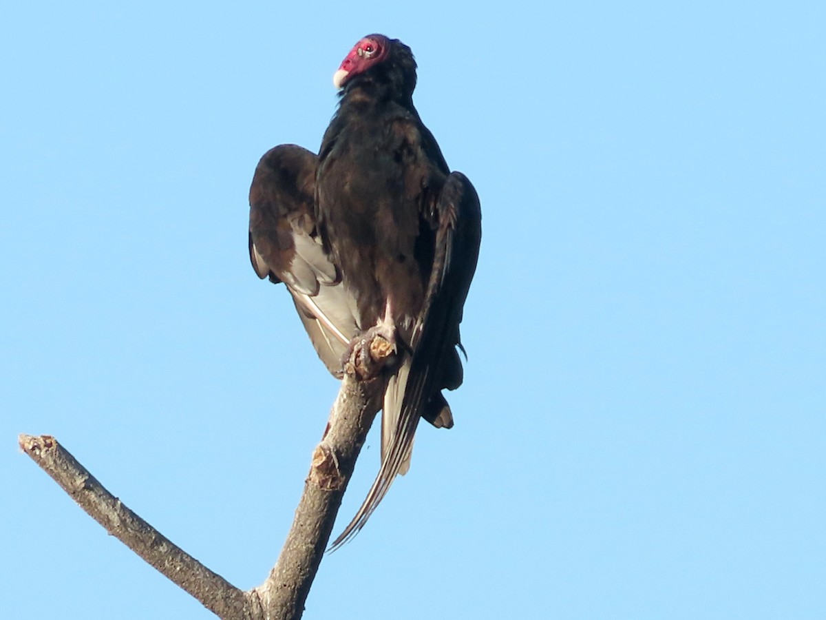 Urubu à tête rouge - ML647157550