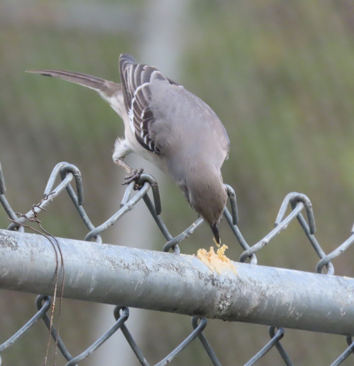 Пересмішник багатоголосий - ML647157557