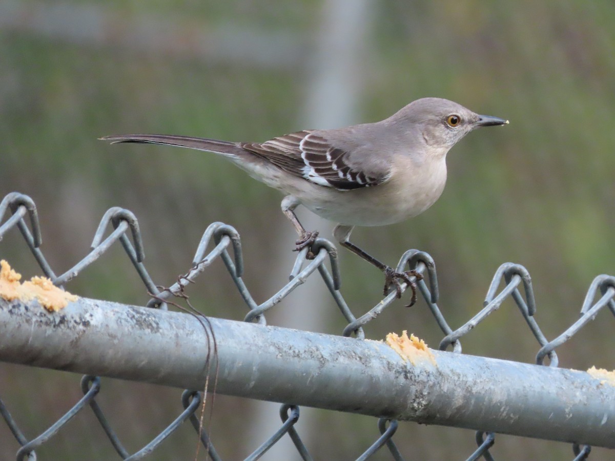 Пересмішник багатоголосий - ML647157558