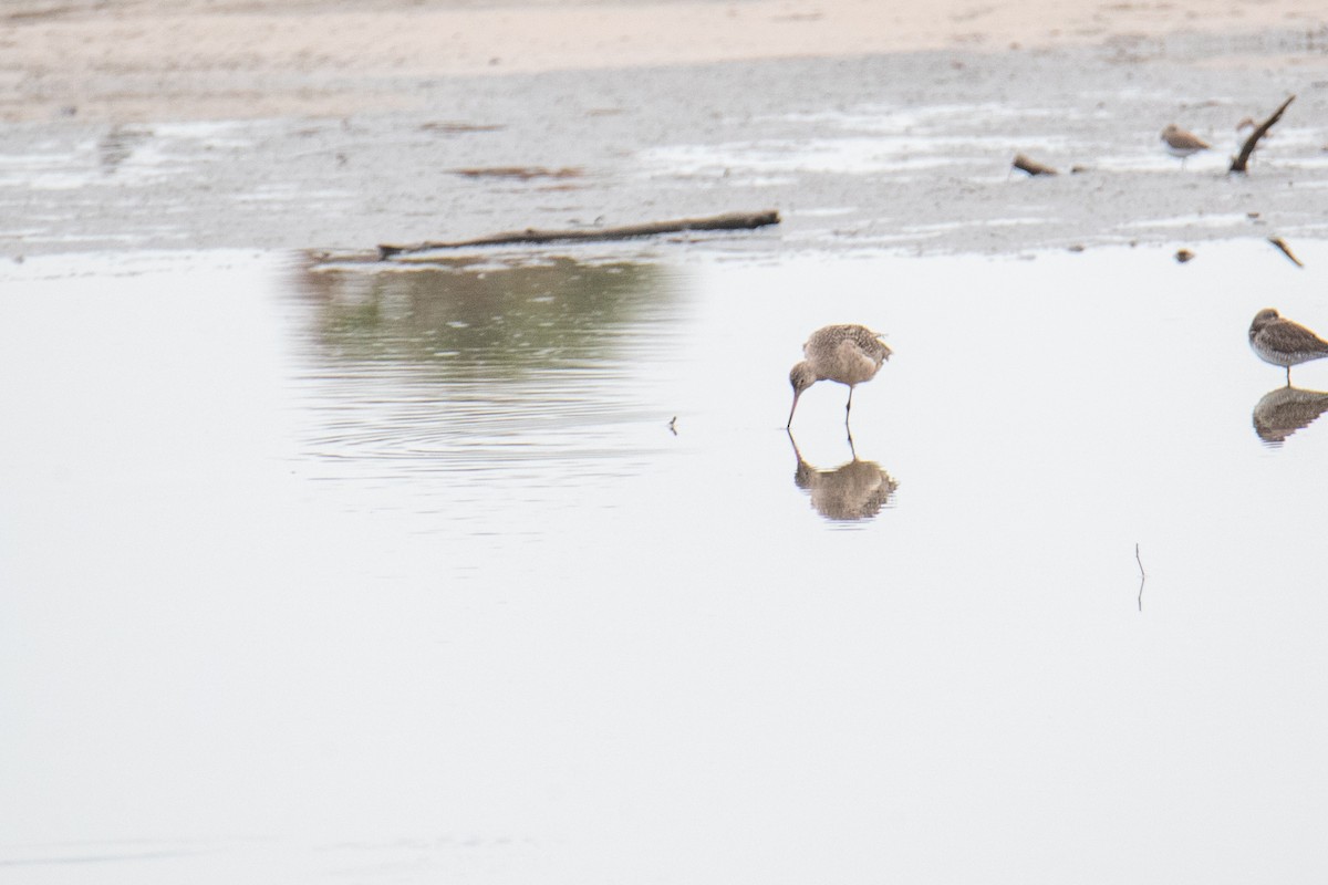 Aguja Canela - ML647157562