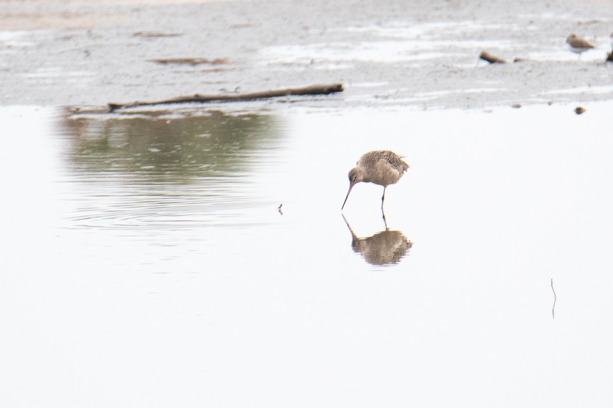 Aguja Canela - ML647157565