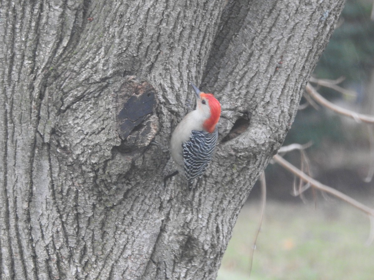 シマセゲラ - ML647157572