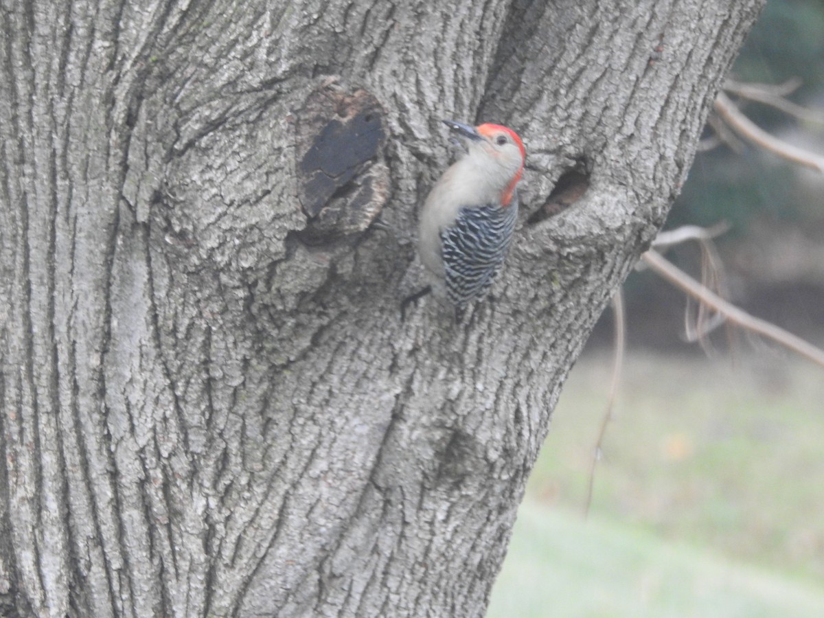 シマセゲラ - ML647157573