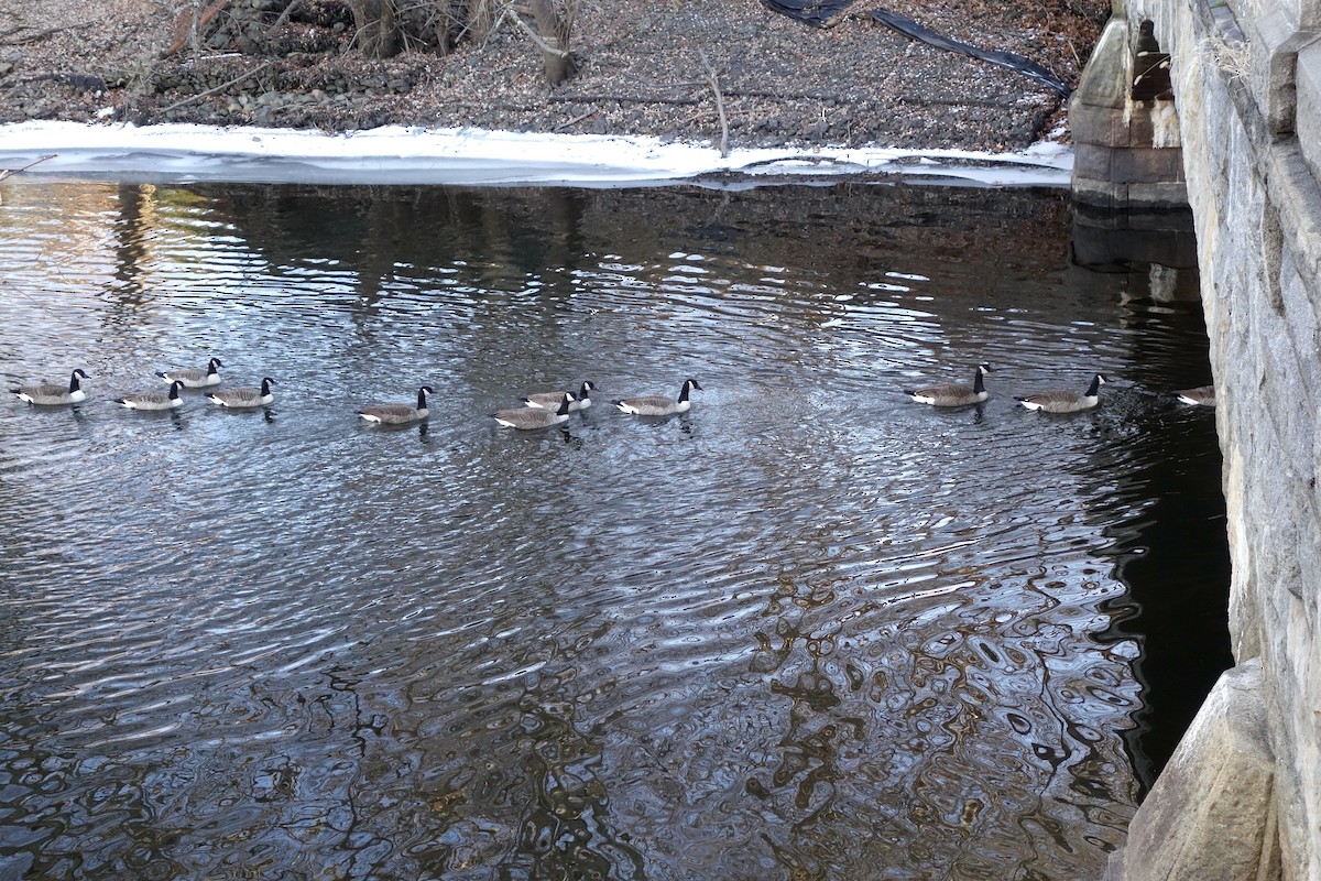 カナダガン - ML647157583