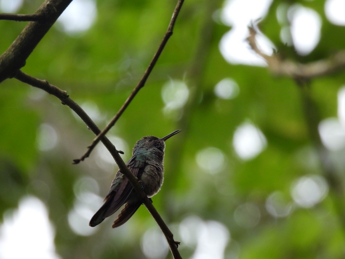 セイガイハチドリ - ML647157610