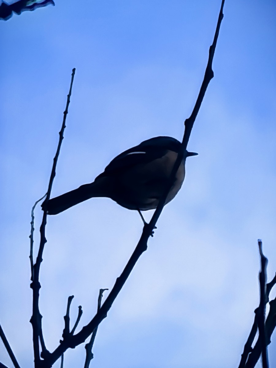 Daurian Redstart - ML647157613