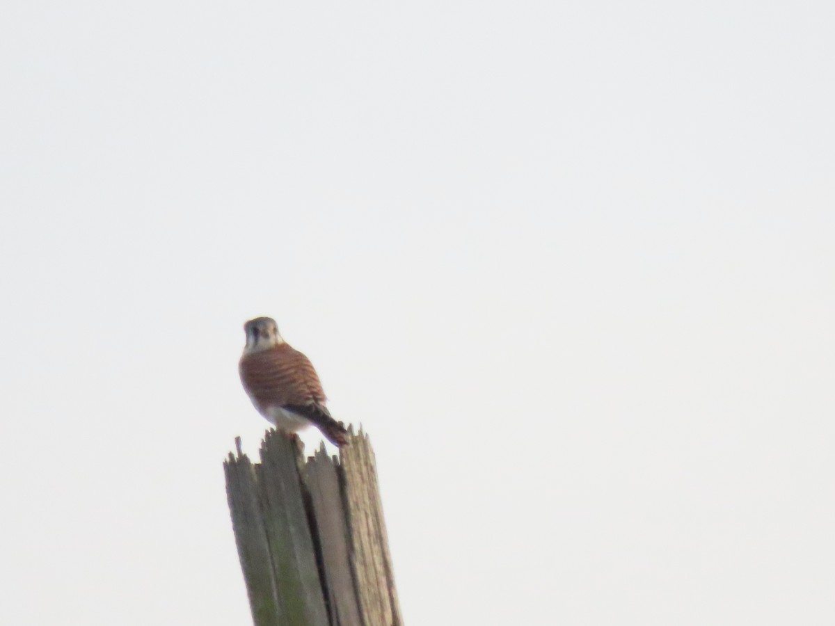 poštolka pestrá - ML647157616