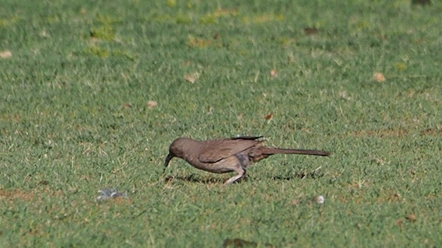 Curve-billed Thrasher - ML647157619