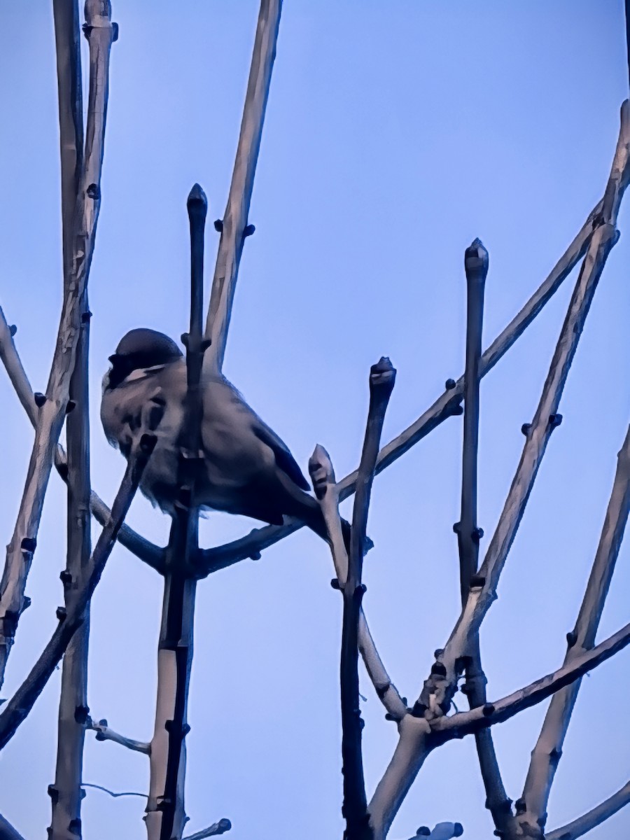 Eurasian Tree Sparrow - ML647157620