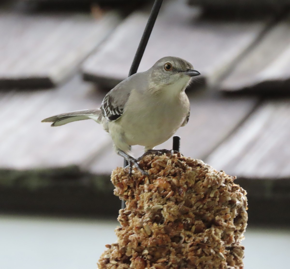 Пересмішник багатоголосий - ML647157633