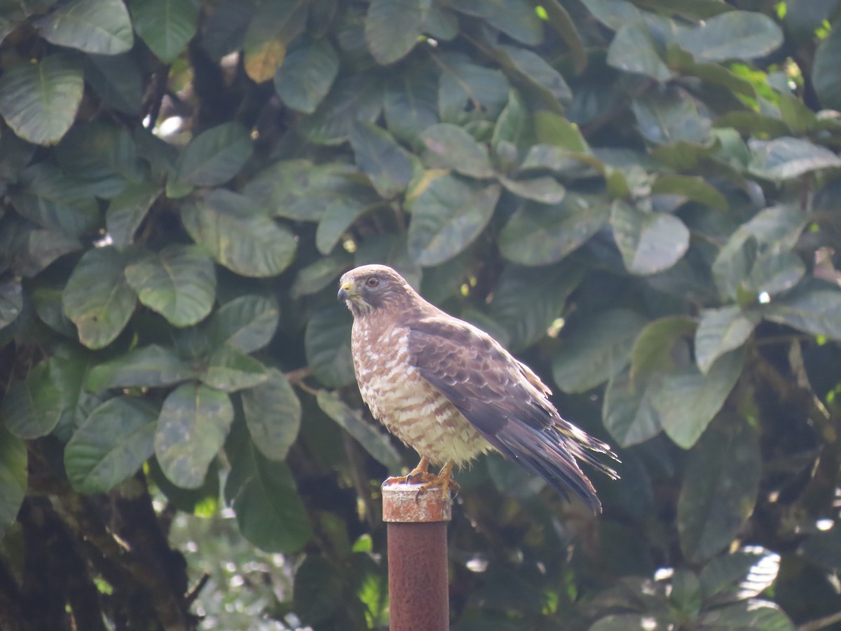 Busardo Aliancho - ML647157634