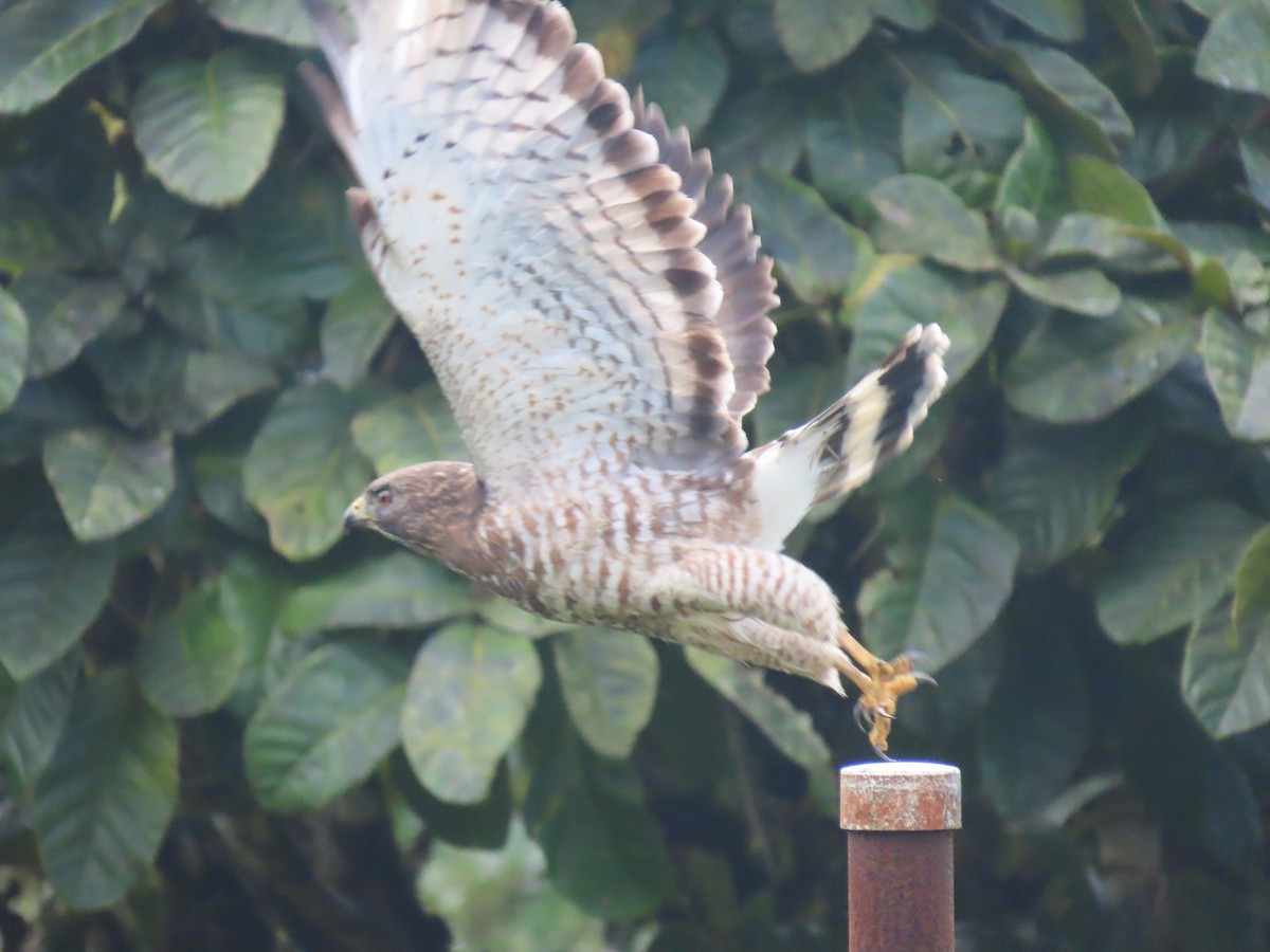 Busardo Aliancho - ML647157635