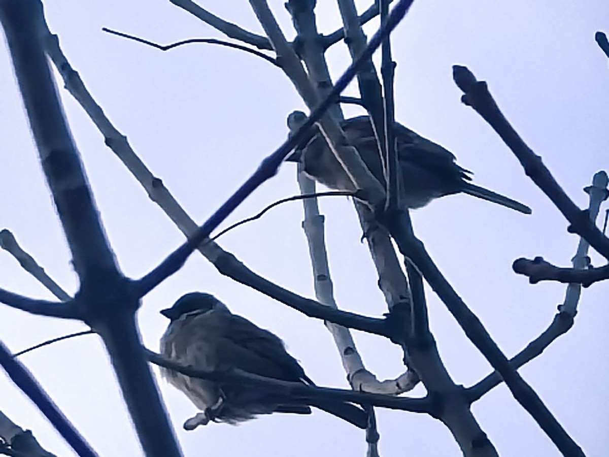 Eurasian Tree Sparrow - ML647157636