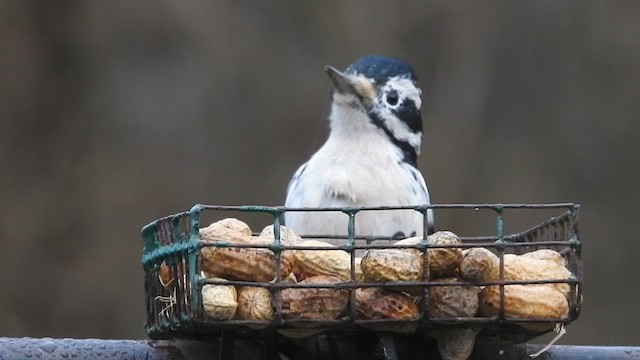 Hairy Woodpecker - ML647157641