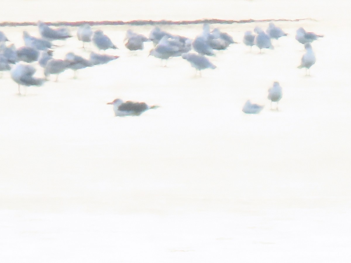 racek žlutonohý - ML647157646