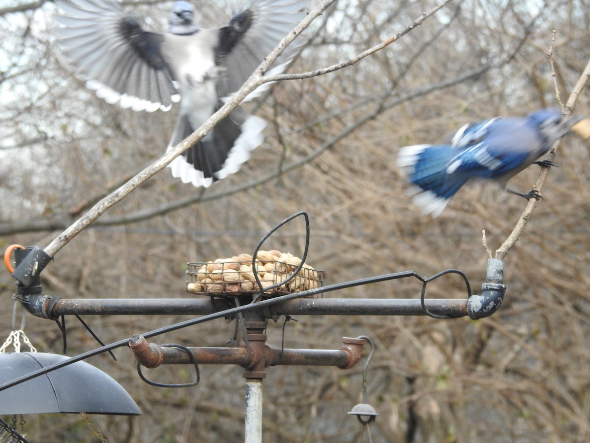 Сизойка блакитна - ML647157649