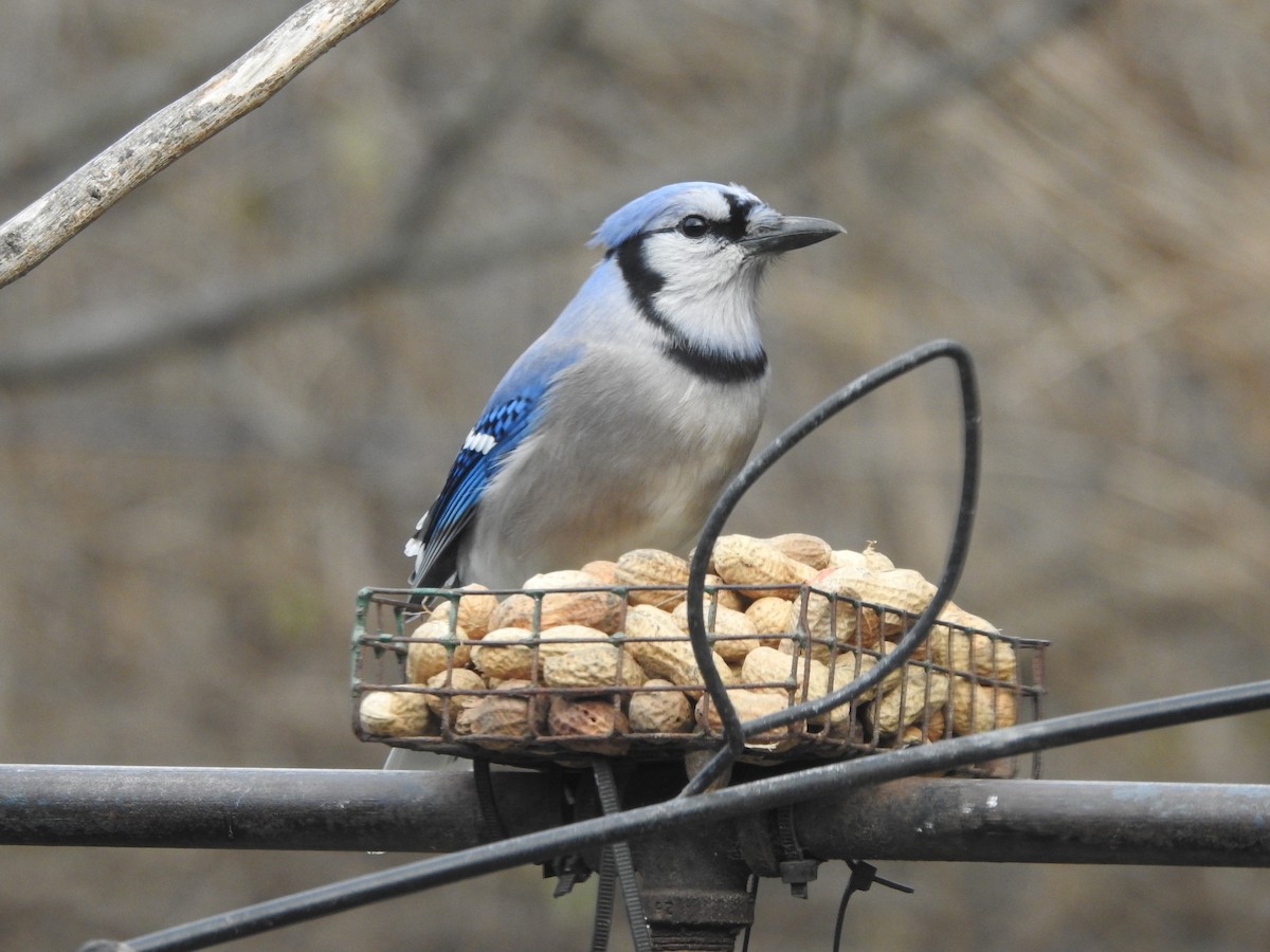 Сизойка блакитна - ML647157650