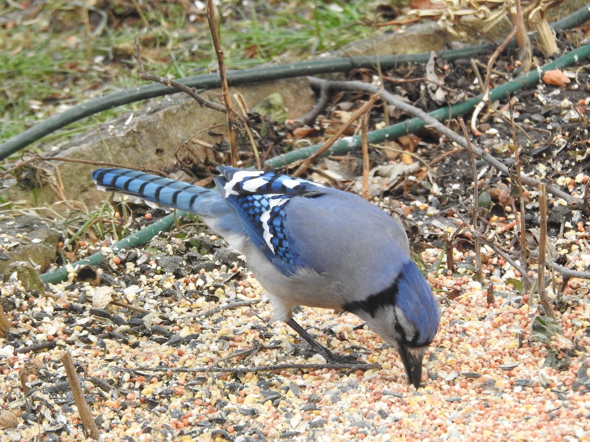 Сизойка блакитна - ML647157651