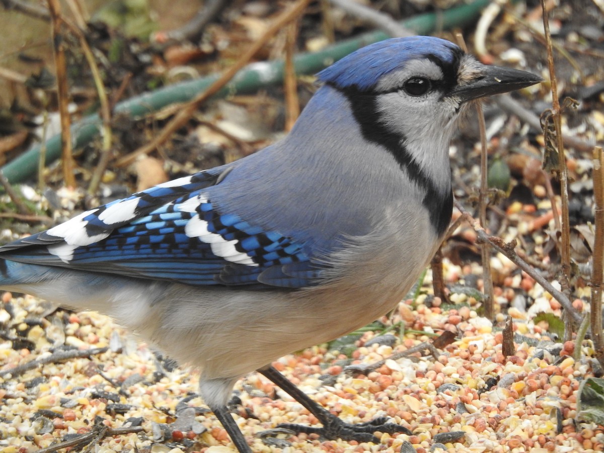 Сизойка блакитна - ML647157652