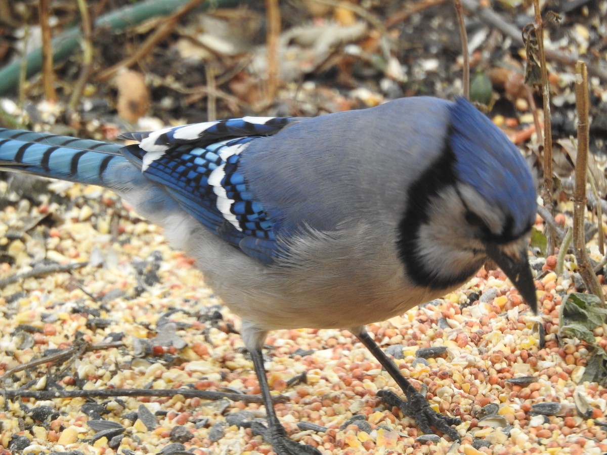 Сизойка блакитна - ML647157653