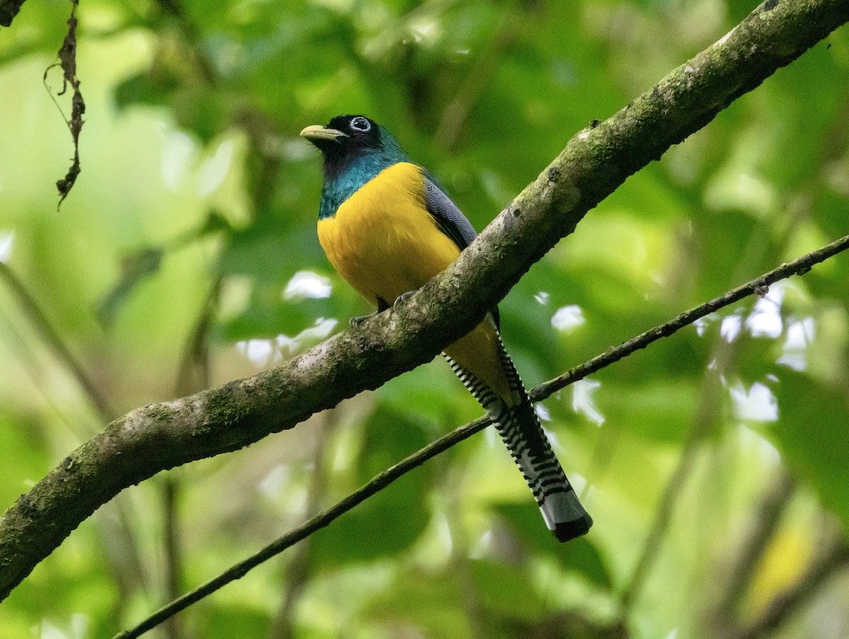 Graceful Black-throated Trogon - ML647157661