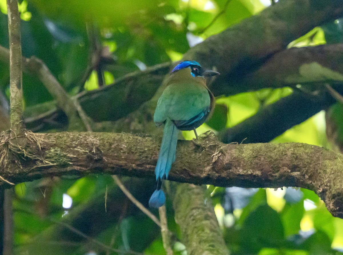 Lesson Motmotu - ML647157676