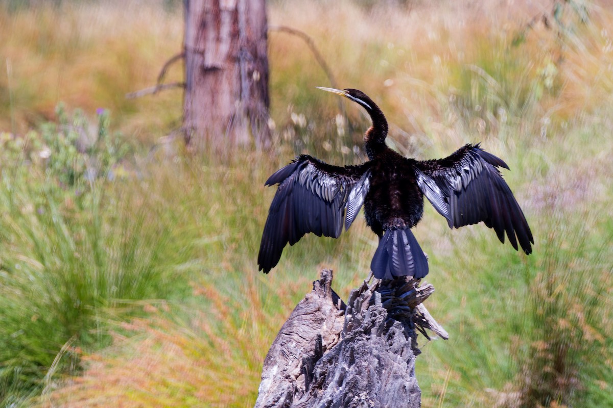 Australasian Darter - ML647157690