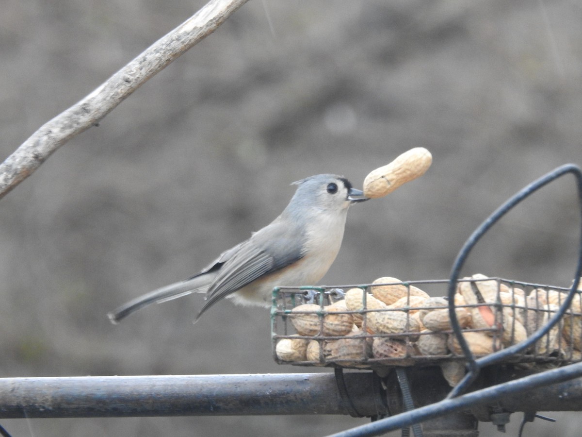 Tufted Titmouse - ML647157693